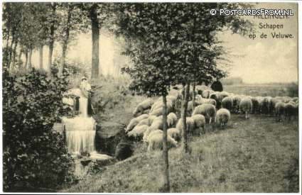 ansichtkaart: Nieuw-Milligen, Schapen op de Veluwe